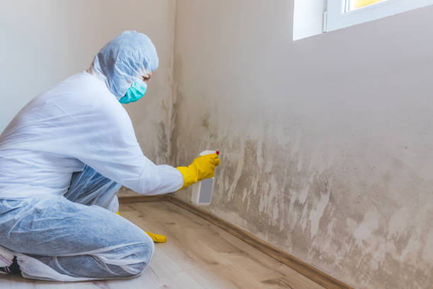 Licensed Mold Remediation service in Hopewell, PA - WQB Mold Removal
